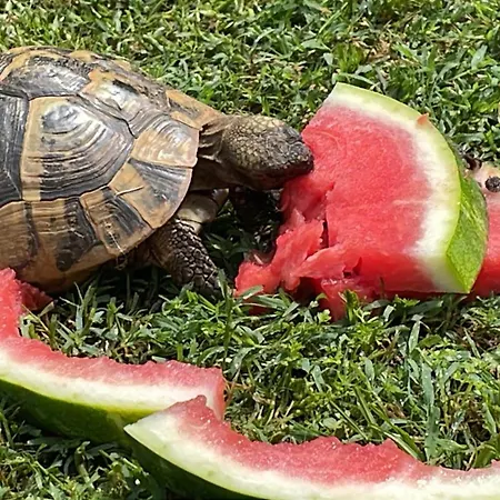 Casa Camilla Διαμέρισμα Duino